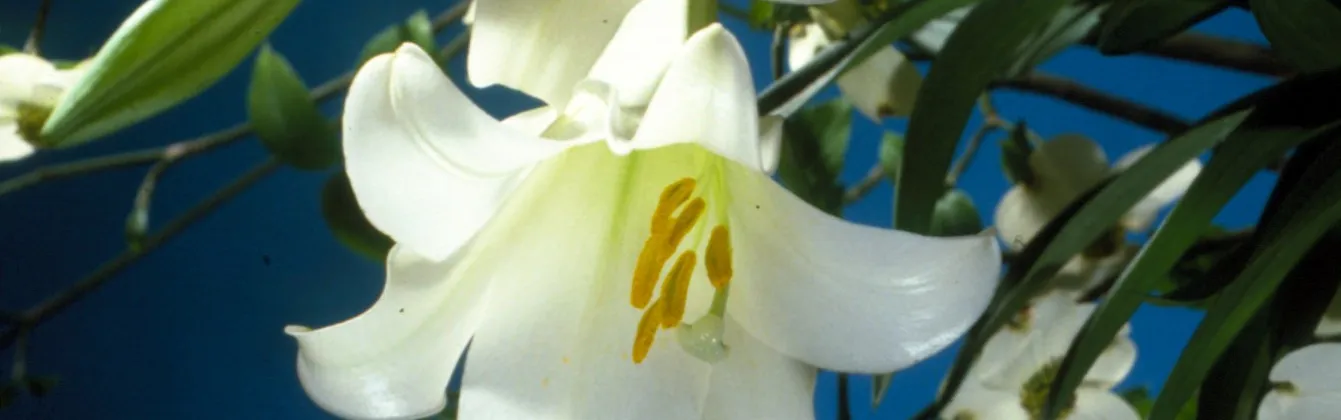 White Easter lilies against a deep blue background