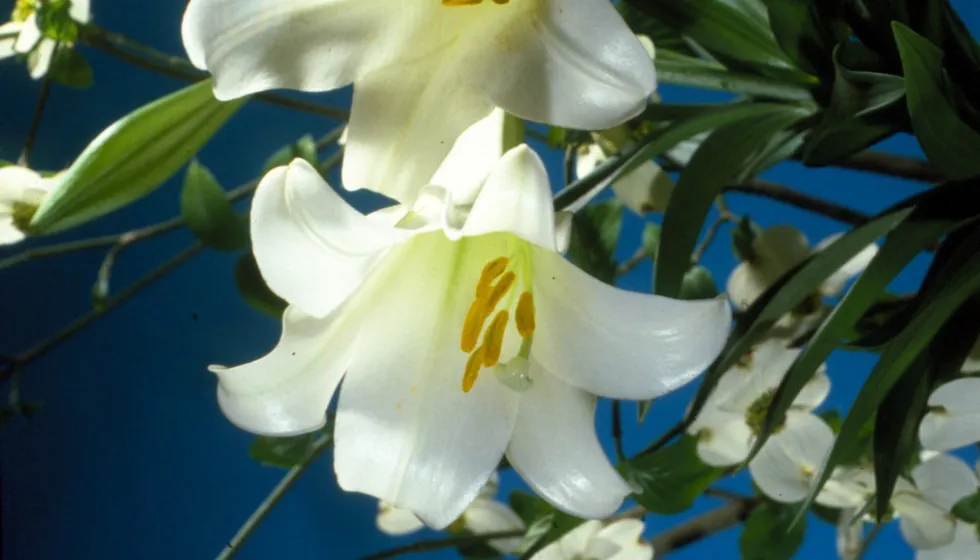 White Easter lilies against a deep blue background